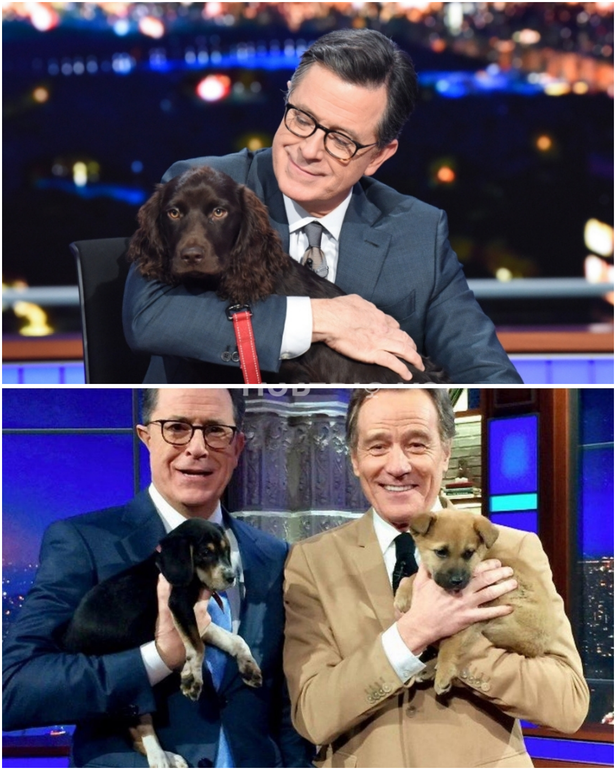 Stephen Colbert is launching “The Evergreen Sanctuary” — a sprawling six-acre, multi-million-dollar haven in the Malibu Hills devoted to abused and abandoned dogs.